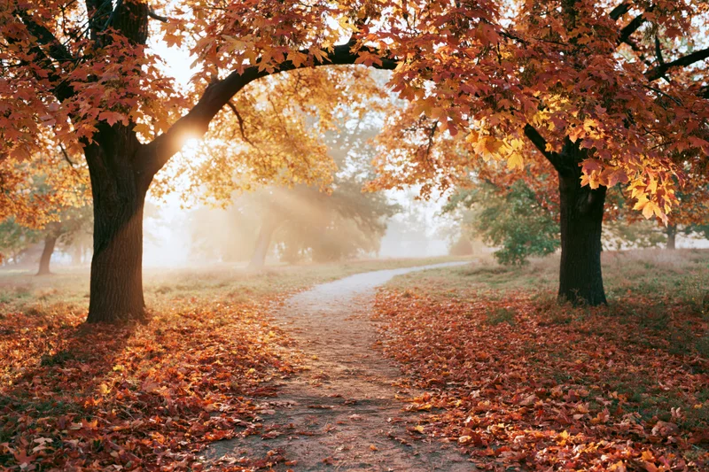 Winding dirt path through autumn park with colorful foliage and sunlight filtering through trees