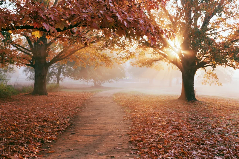 Winding dirt path through autumn park lined with deciduous trees and fallen leaves under morning sunlight