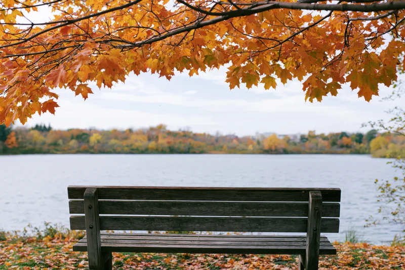 Wooden park bench facing calm lake framed by autumn maple branches
