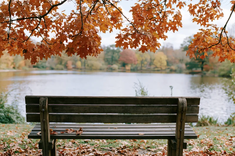 Wooden park bench facing calm pond framed by autumn tree branches