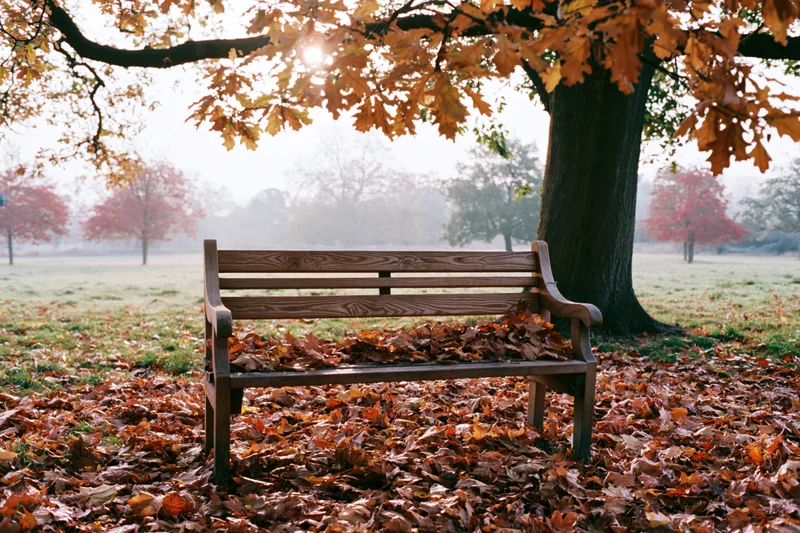 Wooden bench covered in fallen leaves beneath a large tree in a misty autumn park