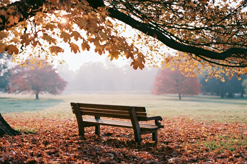 Wooden bench under a tree with autumn leaves in a misty park field