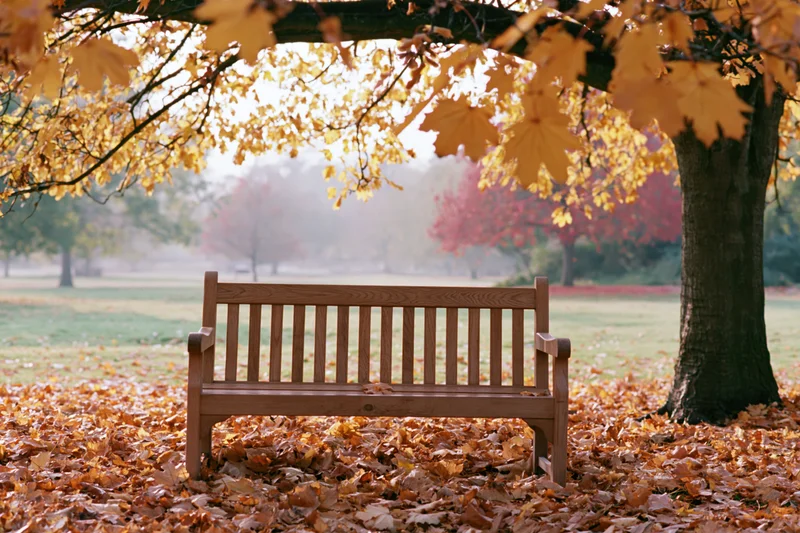 Wooden bench under a tree with autumn leaves scattered around in a park