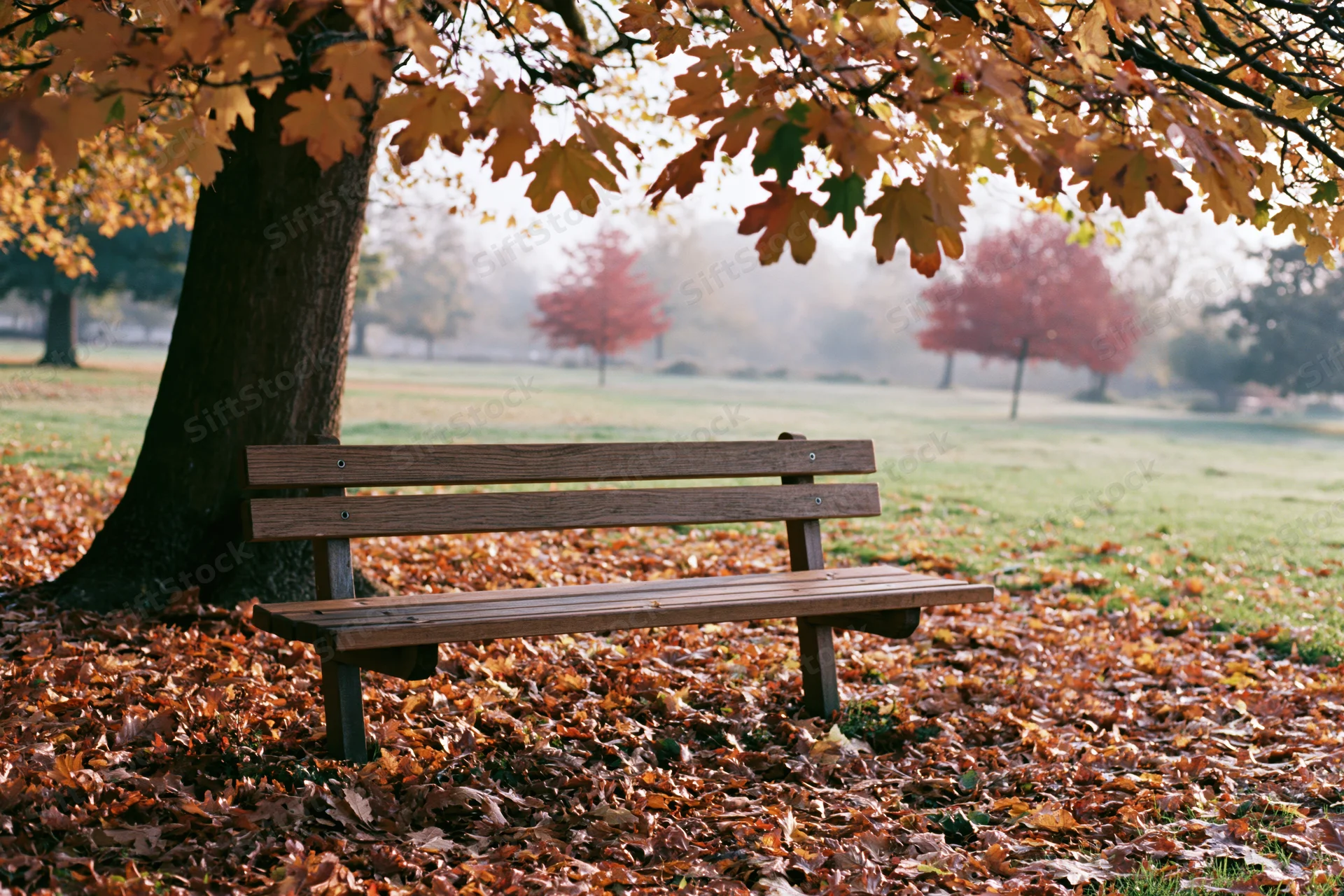 Wooden park bench under a tree surrounded by fallen autumn leaves in a misty park
