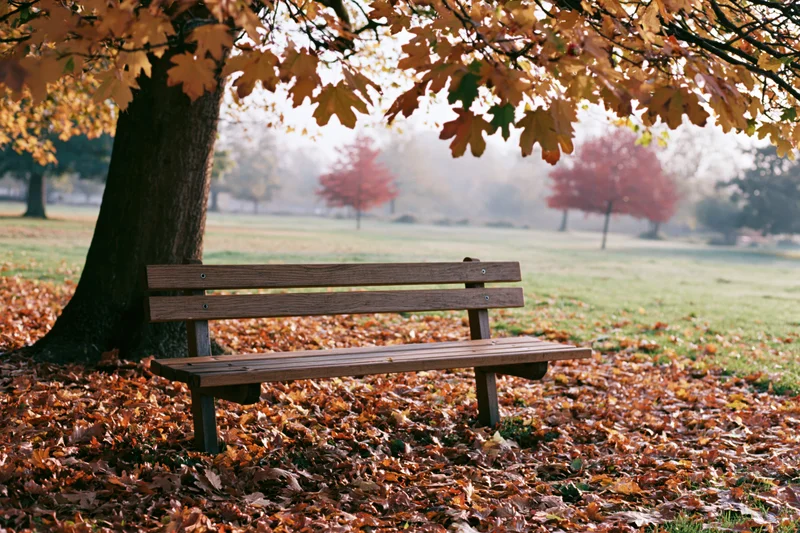 Wooden park bench under a tree surrounded by fallen autumn leaves in a misty park