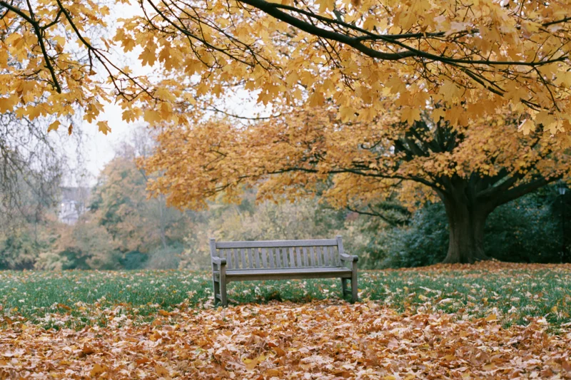 Empty wooden bench under maple trees in a park covered with fallen autumn leaves