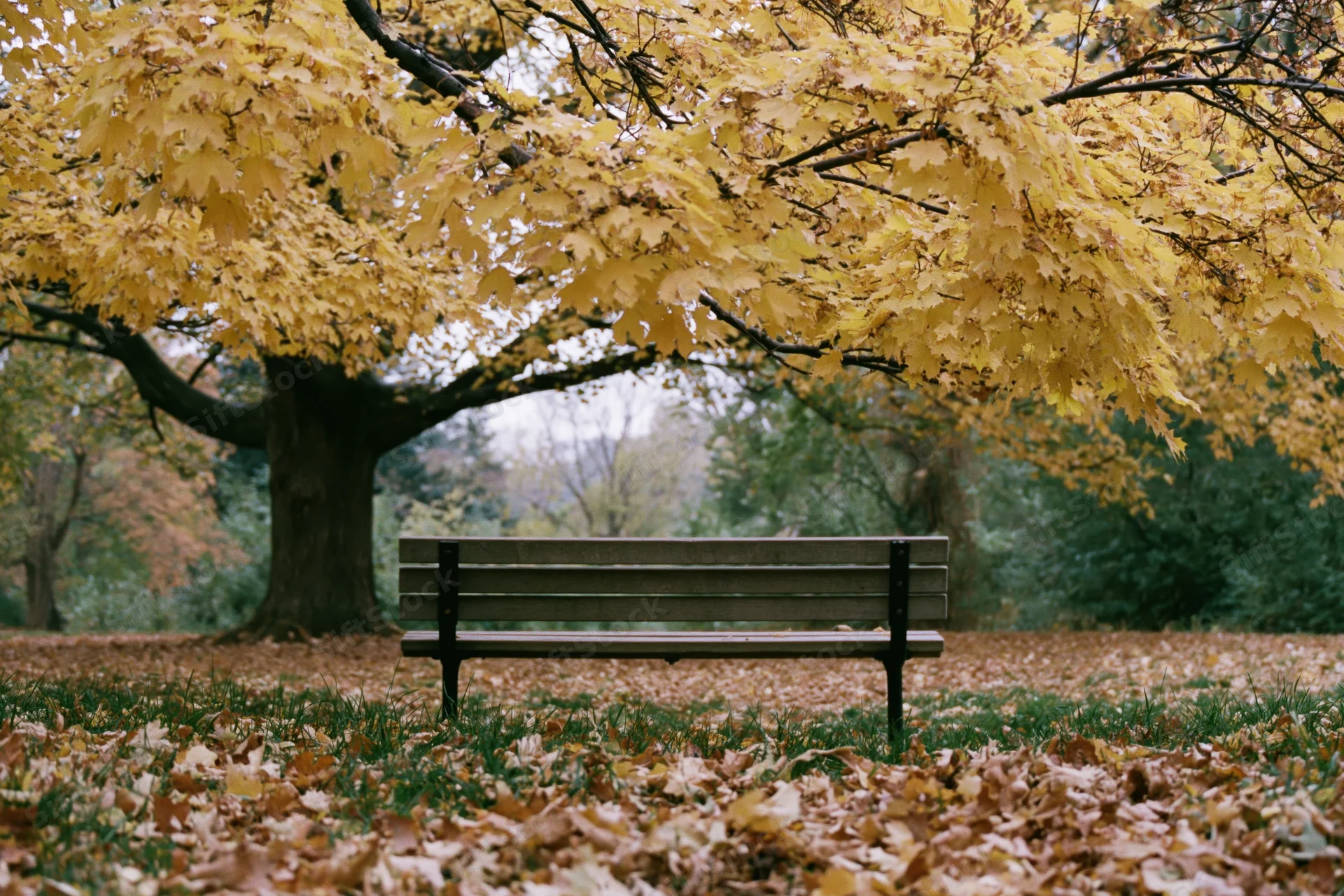 Empty wooden bench under a large maple tree with yellow autumn leaves in a park