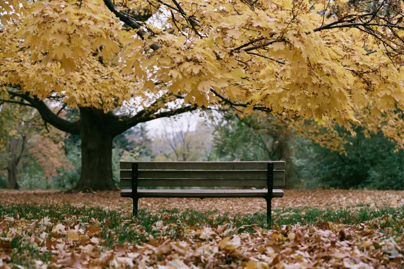 Empty wooden bench under a large maple tree with yellow autumn leaves in a park