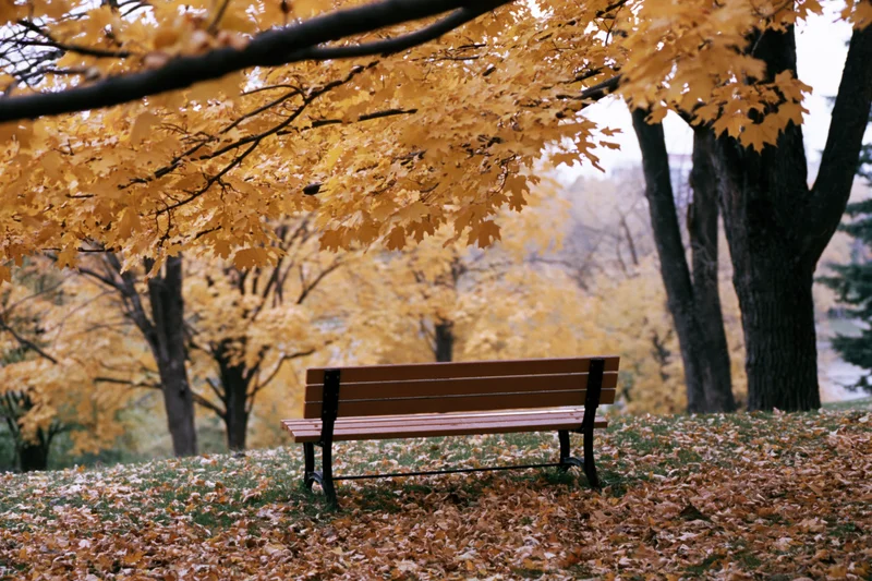 Wooden bench in a park surrounded by autumn maple trees with fallen leaves on the ground