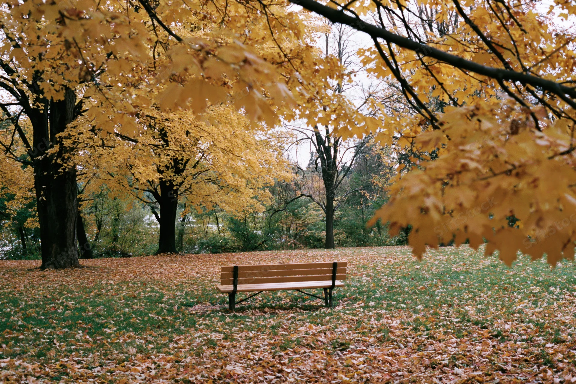 Empty wooden bench in a park surrounded by autumn maple trees with fallen leaves covering the ground