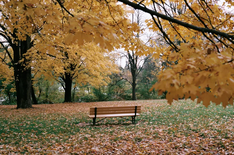 Empty wooden bench in a park surrounded by autumn maple trees with fallen leaves covering the ground