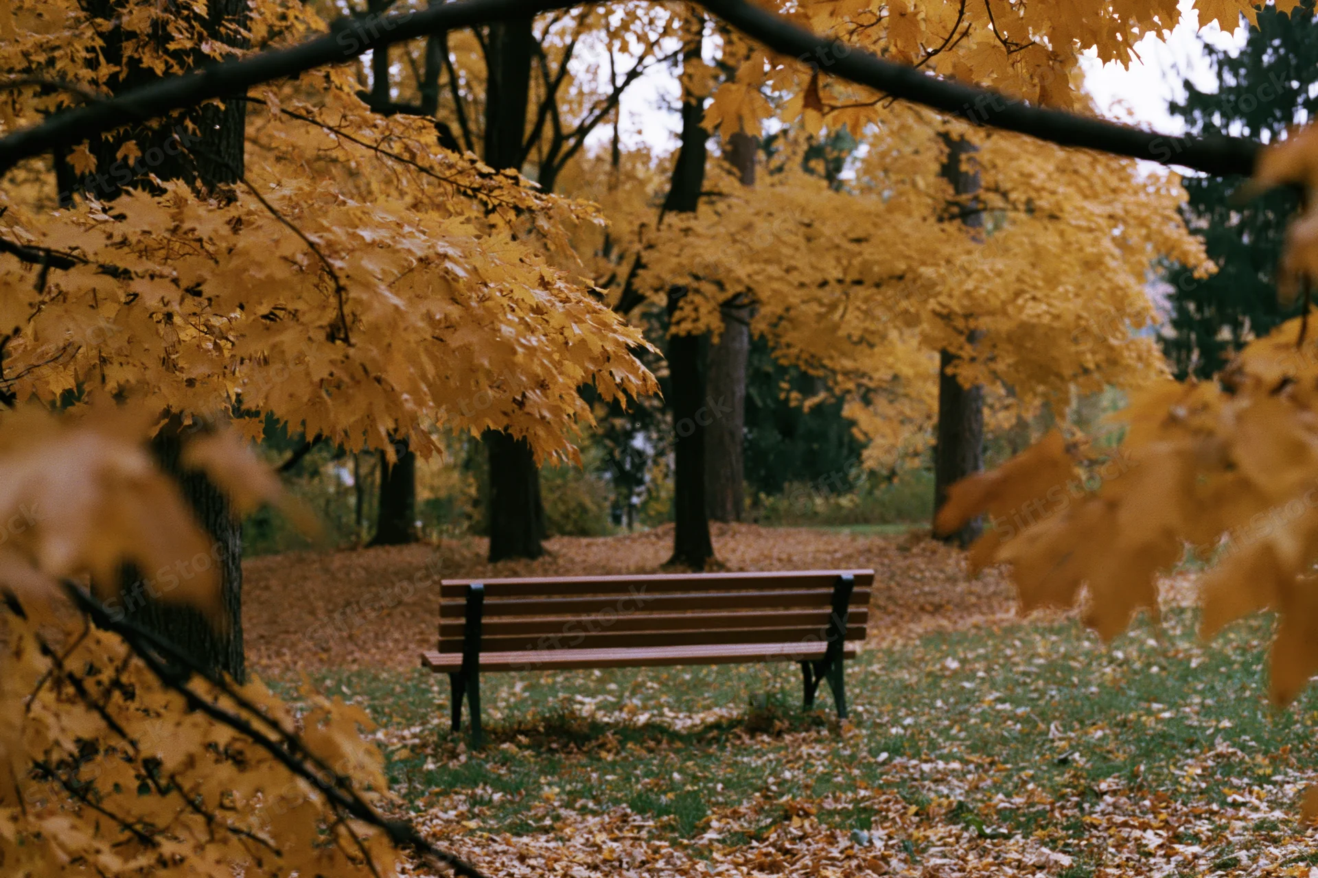 Wooden park bench surrounded by autumn maple trees with fallen leaves on grassy ground