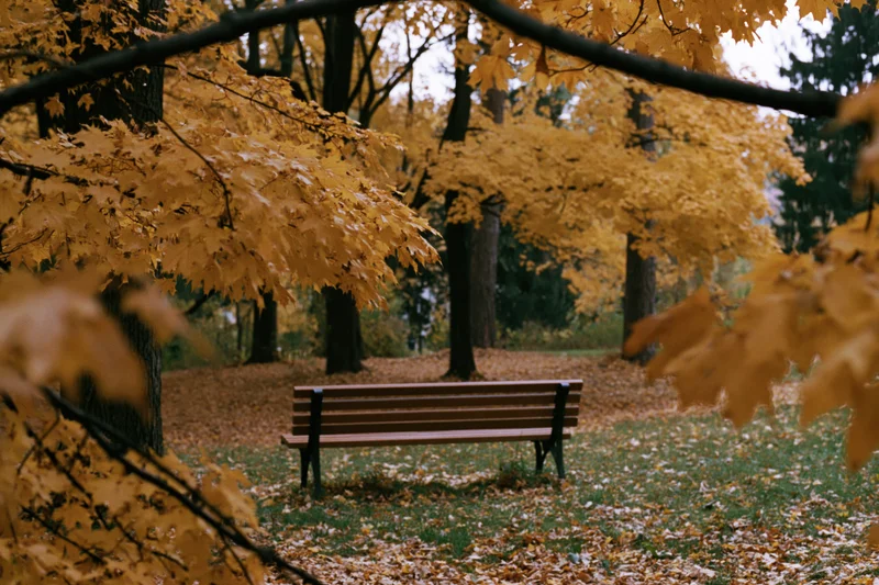 Wooden park bench surrounded by autumn maple trees with fallen leaves on grassy ground