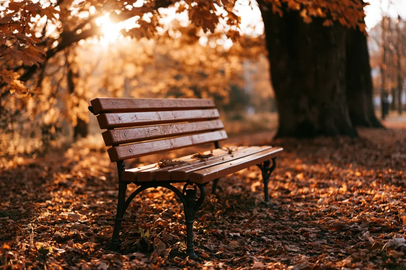 Wooden park bench with iron legs on leaf-covered ground under autumn trees with sunlight filtering through branches