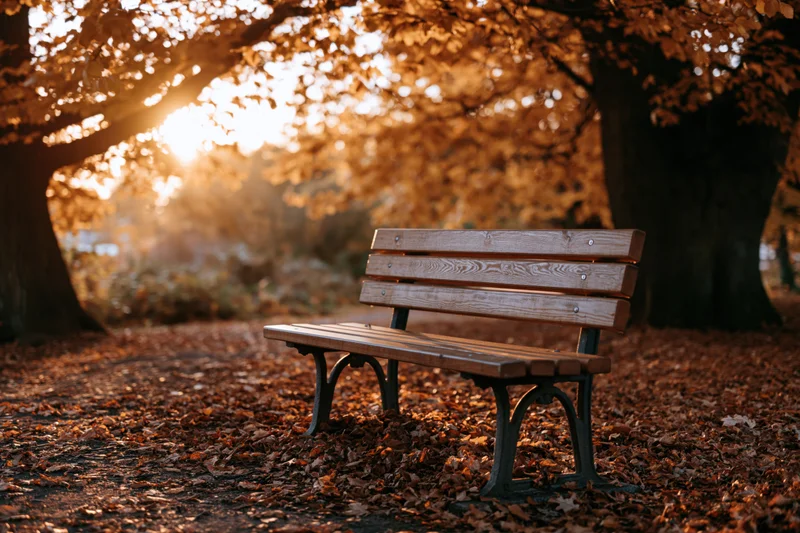 Wooden park bench with iron legs on leaf-covered ground under autumn trees at sunset