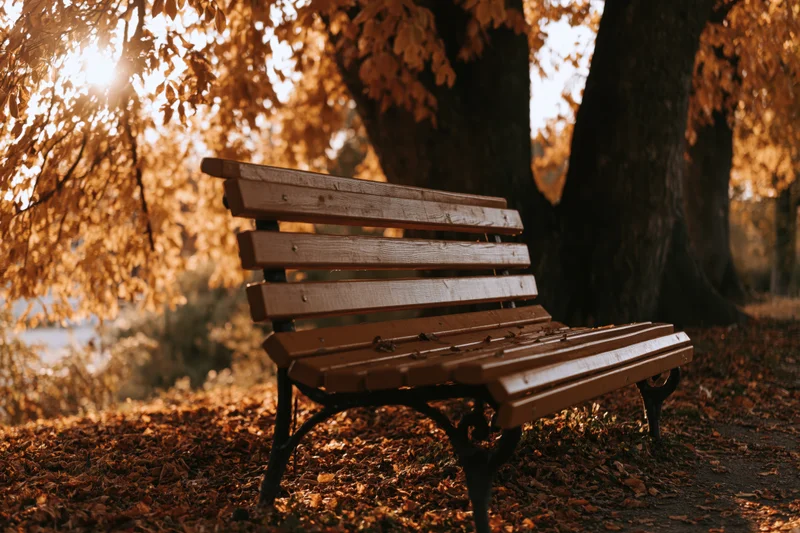 Wooden park bench with iron legs on leaf-covered ground under autumn trees with sunlight filtering through foliage