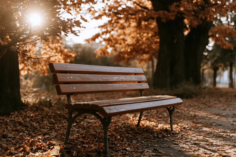 Wooden park bench with iron legs on leaf-covered path under autumn trees in sunlight