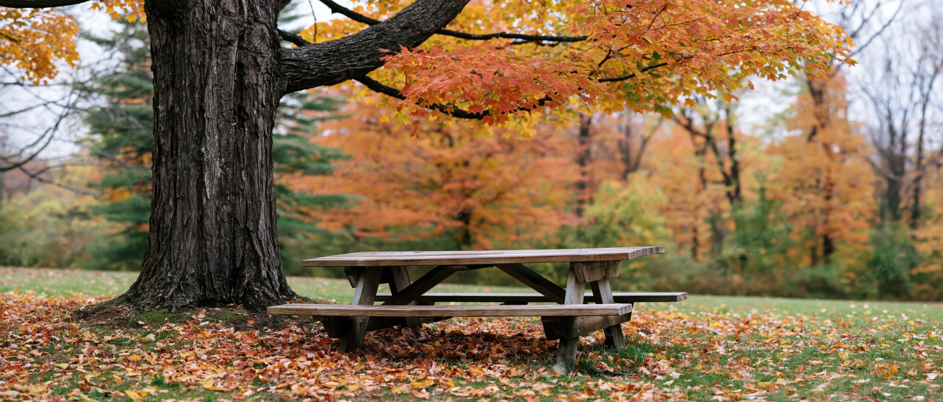 Wooden picnic table beneath a large maple tree in an autumn park