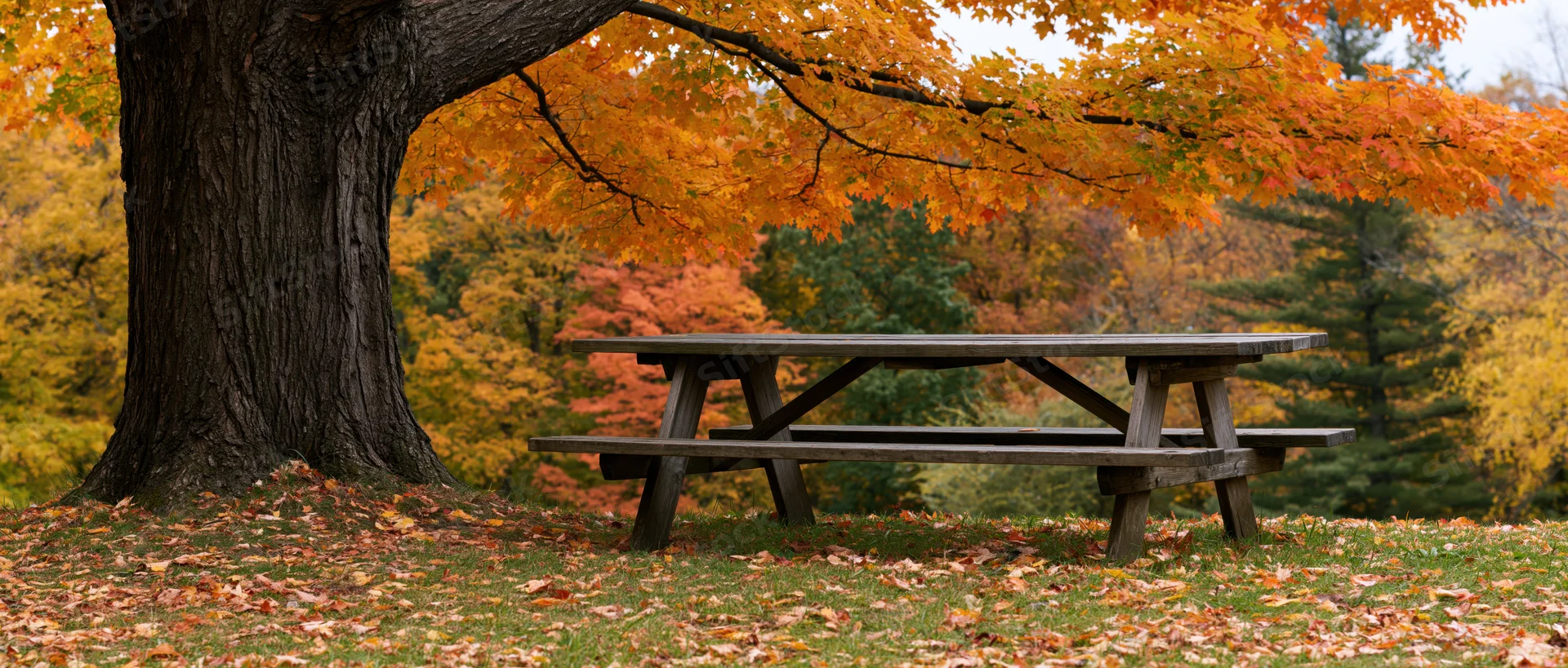 Wooden picnic table under a large maple tree in autumn park