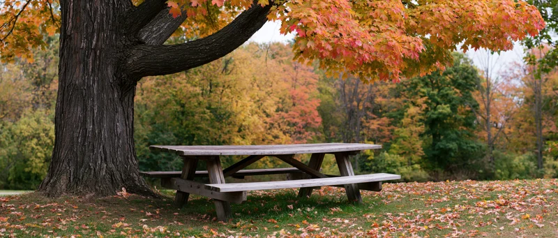 Wooden picnic table under a large maple tree in autumn park setting