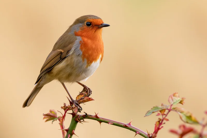 European robin perched upright on a thorny rose stem in a natural outdoor setting