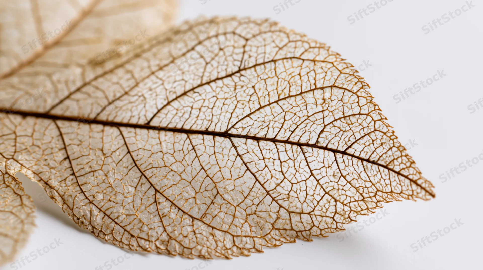 Dried skeleton leaf with intricate vein pattern on white background