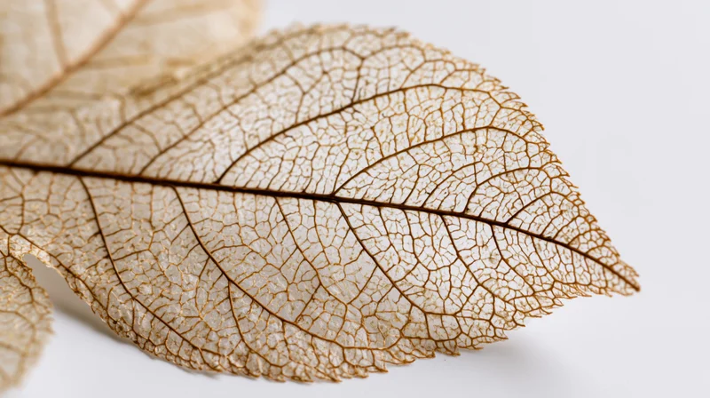 Dried skeleton leaf with intricate vein pattern on white background