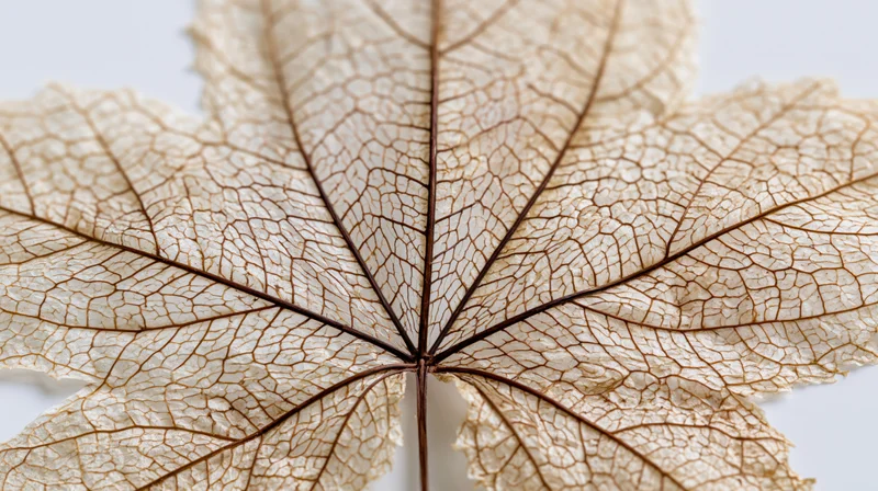 Dried skeleton leaf with intricate vein pattern on white background
