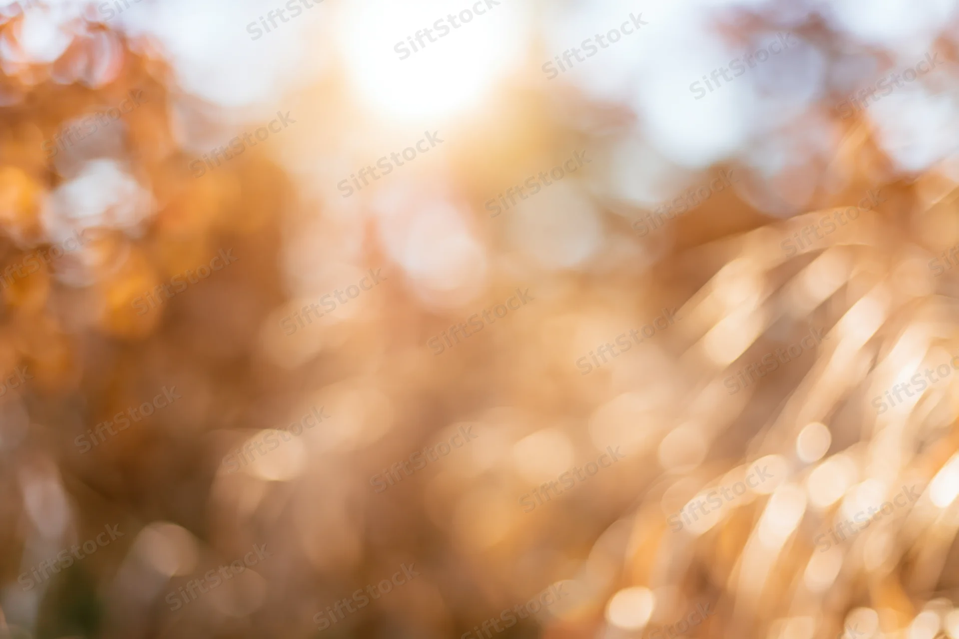 Golden hour sunlight filtering through autumn foliage creating soft bokeh effect