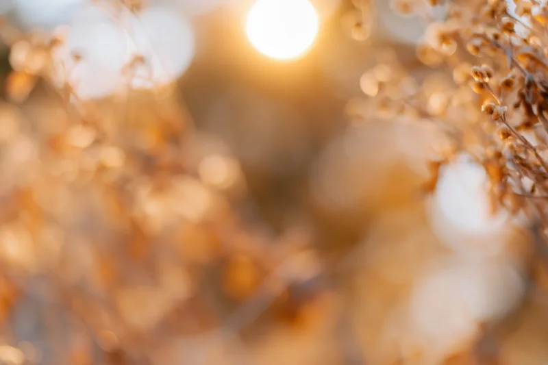 Blurred golden hour sunlight filtering through dry autumn foliage outdoors