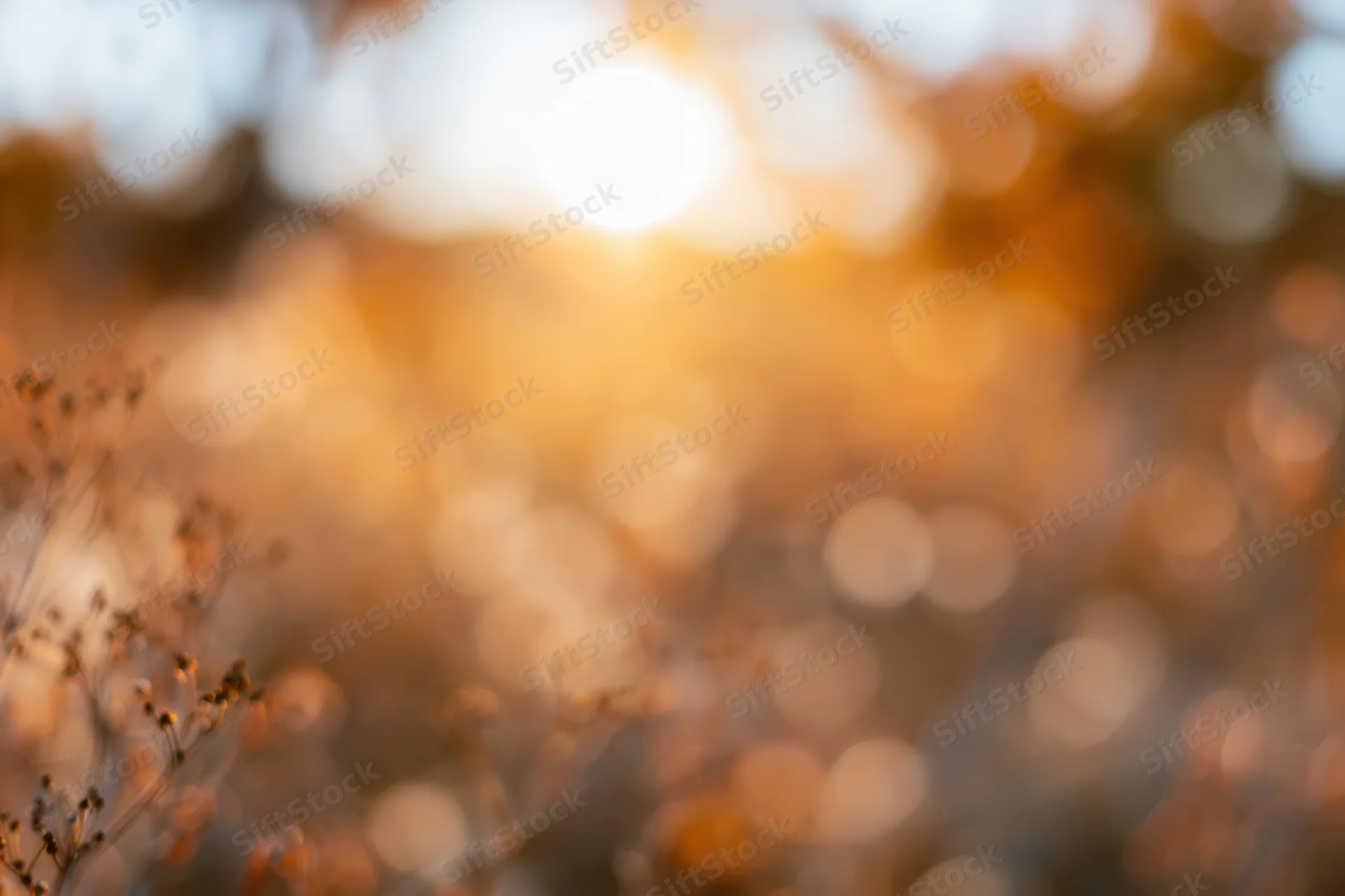 Golden hour sunlight filtering through dry autumn foliage in a blurred natural setting