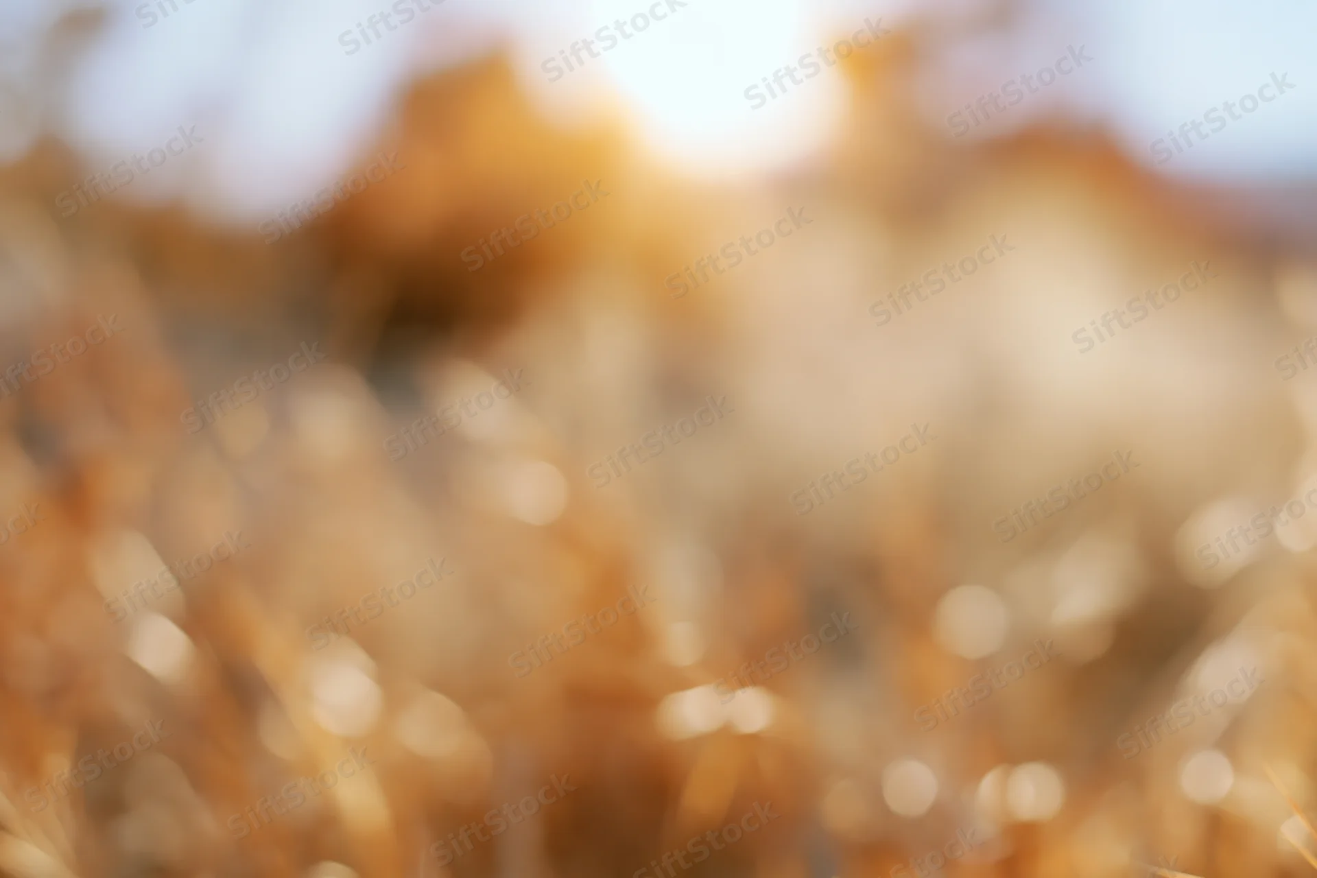 Blurred golden hour sunlight filtering through dry autumn grass in a field