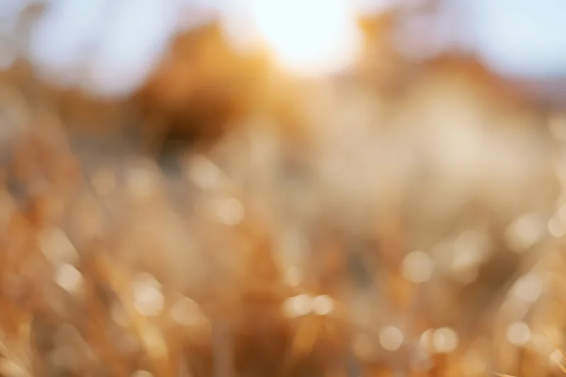 Blurred golden hour sunlight filtering through dry autumn grass in a field