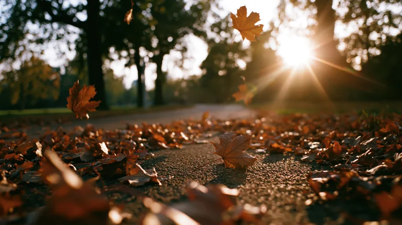 Maple leaves falling and scattered across a park path in autumn sunlight