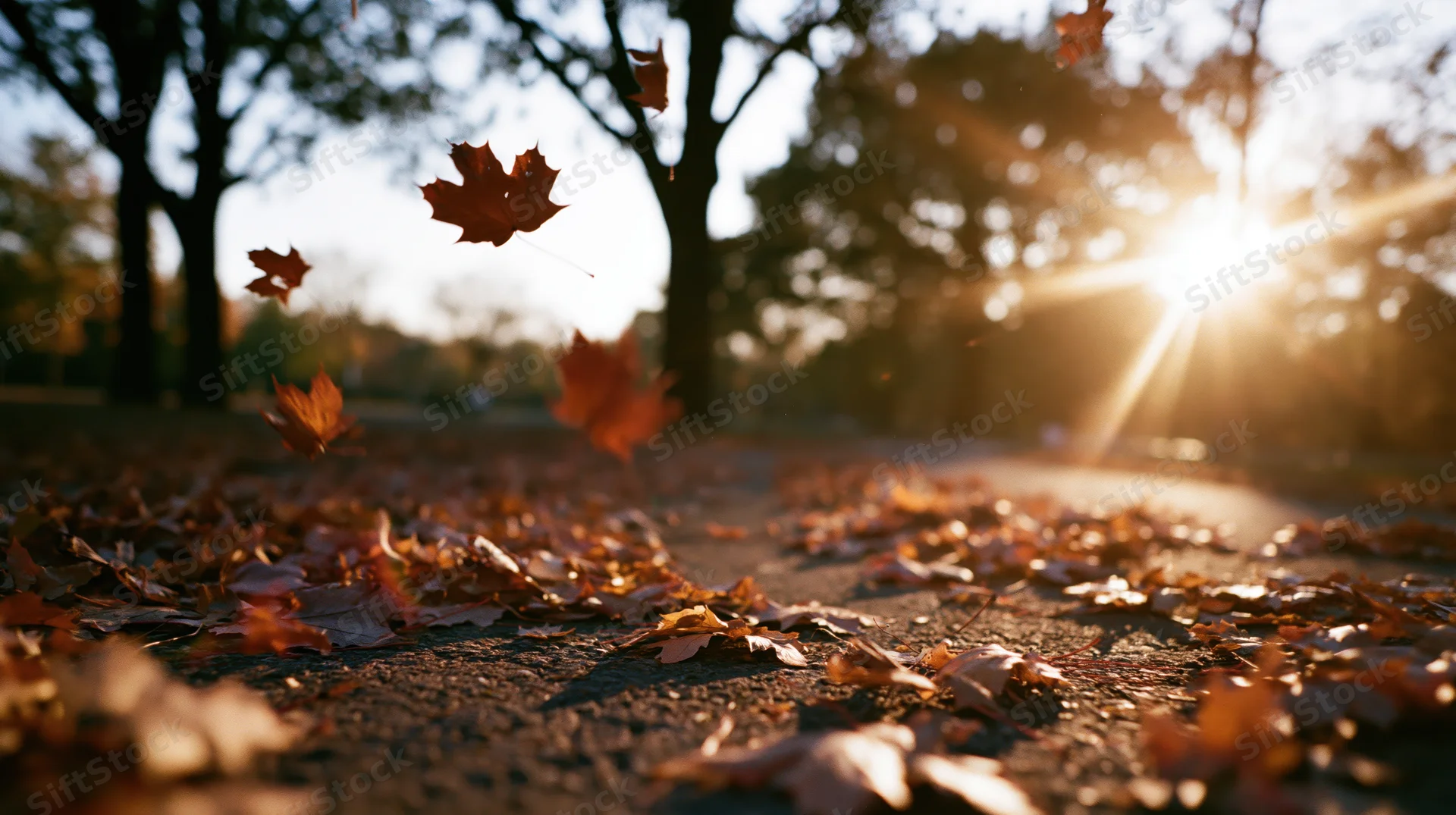 Falling maple leaves scattered across a park path in autumn sunlight