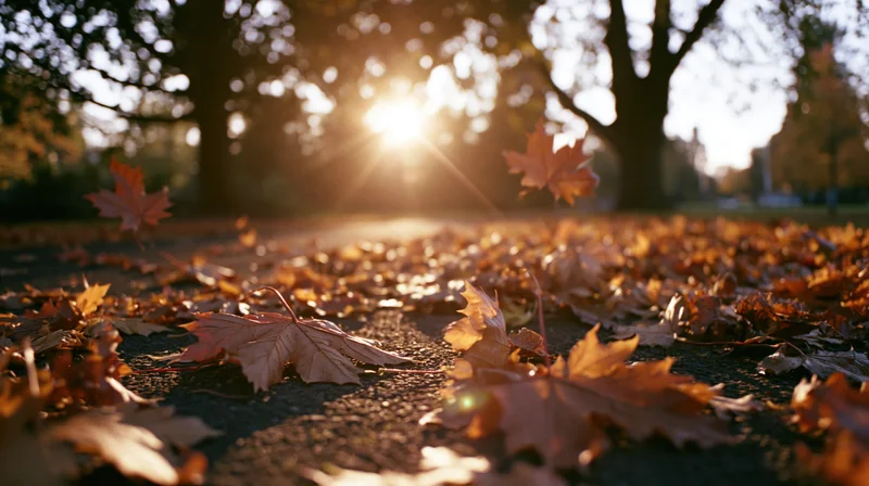 Fallen maple leaves scattered across a park path in autumn sunlight