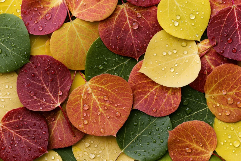 Colorful aspen leaves in autumn hues covered in water droplets lying flat on surface