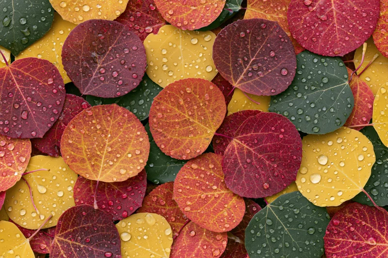 Colorful aspen leaves covered in water droplets arranged in a dense pattern on the ground