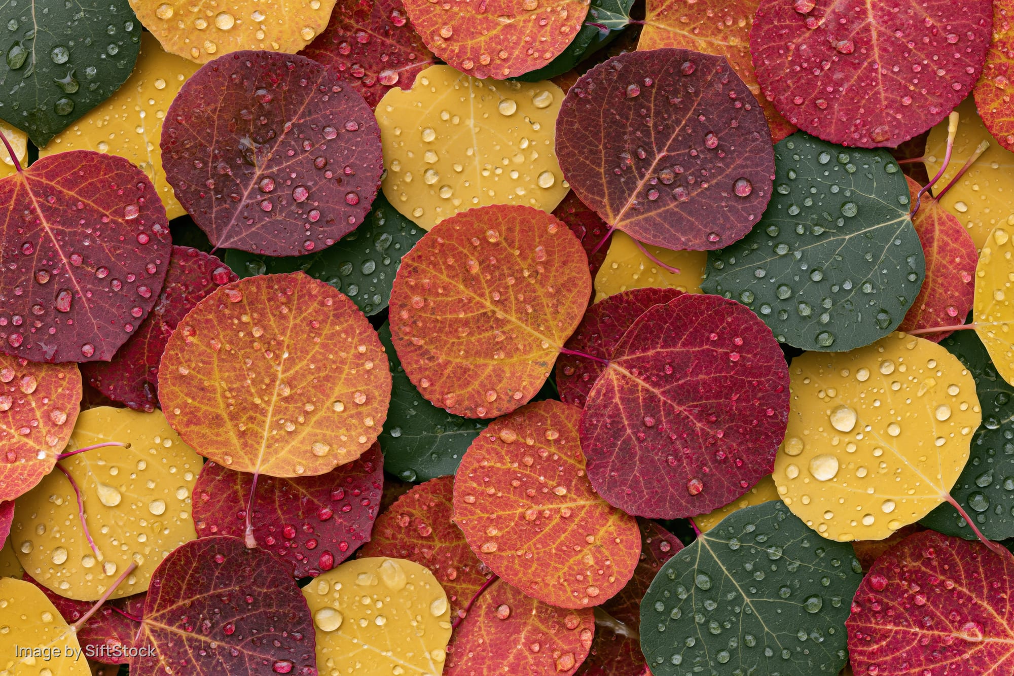 Colorful aspen leaves covered in water droplets arranged in a dense pattern on the ground