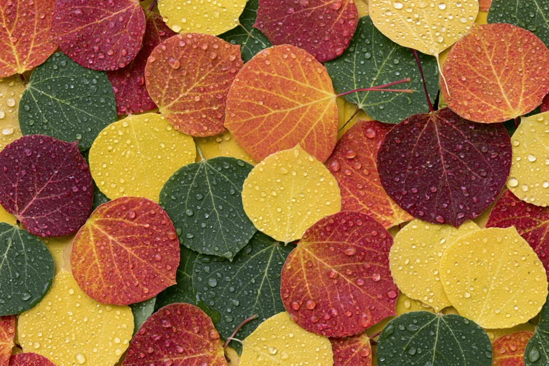 Colorful aspen leaves covered in water droplets arranged in a dense pattern on the ground