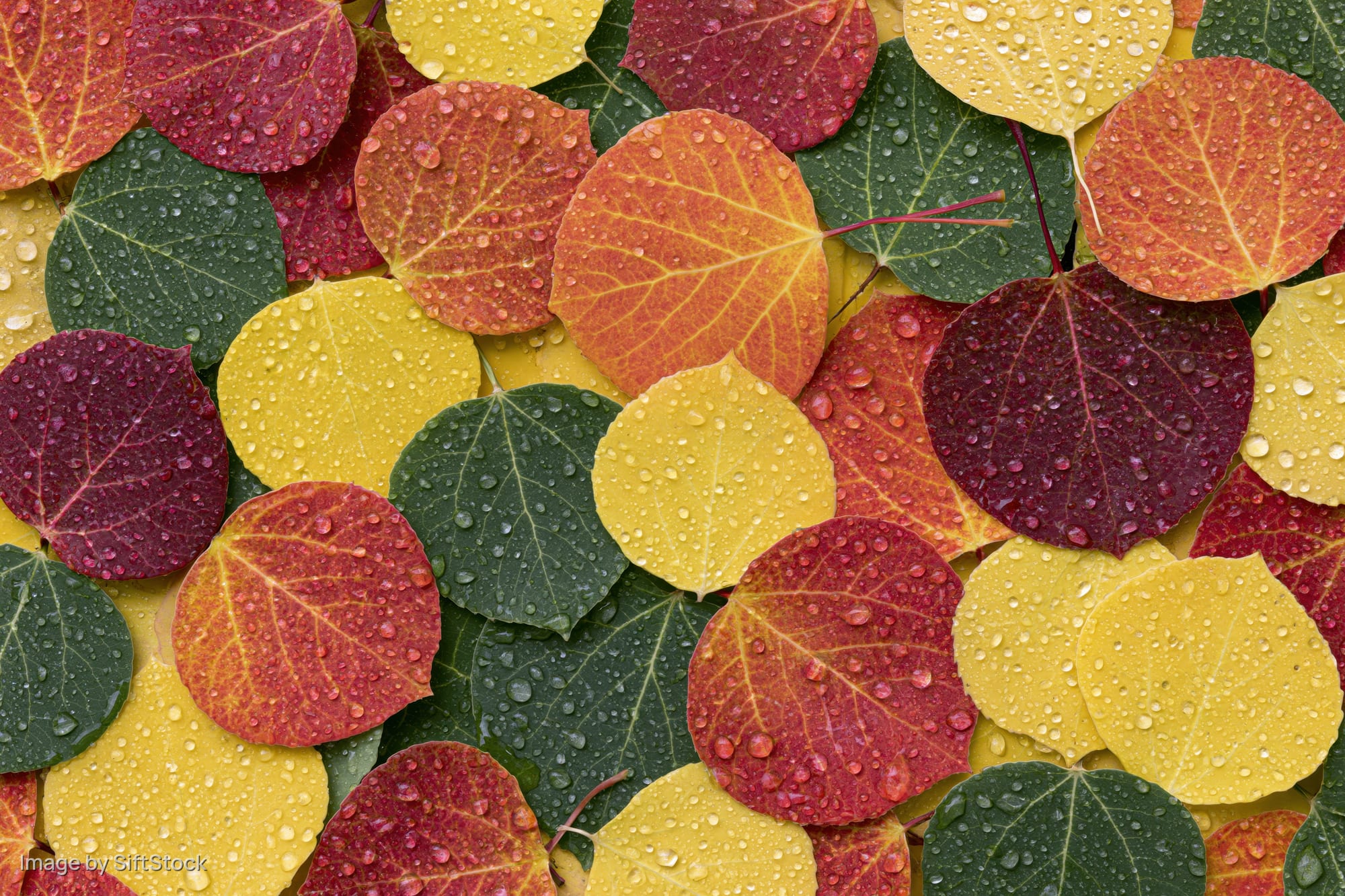 Colorful aspen leaves covered in water droplets arranged in a dense pattern on the ground