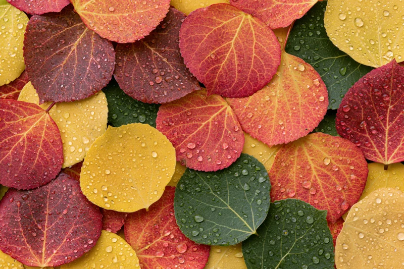 Colorful aspen leaves covered in water droplets arranged in a dense pattern on a flat surface