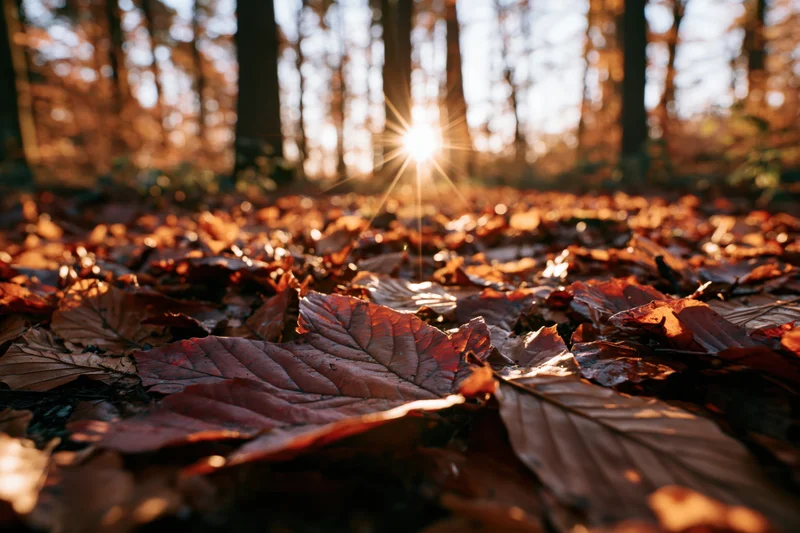 Fallen autumn leaves covering forest floor with sunlight shining through trees