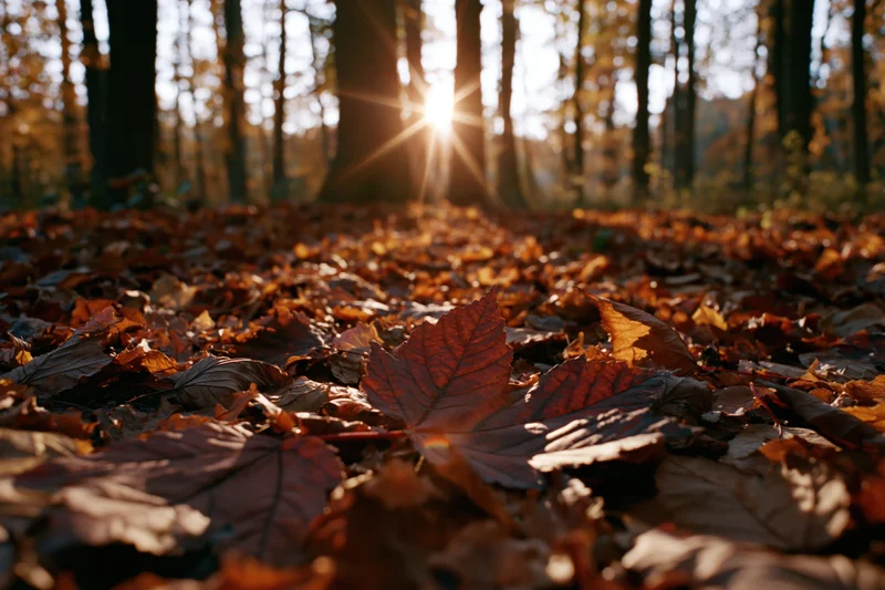 Fallen autumn leaves covering forest floor with sunlight filtering through trees