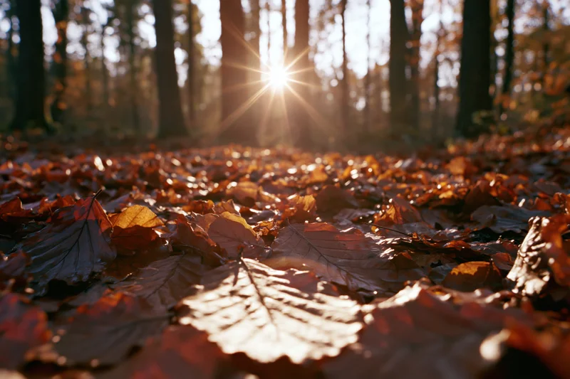 Fallen autumn leaves covering forest floor with sunlight filtering through trees