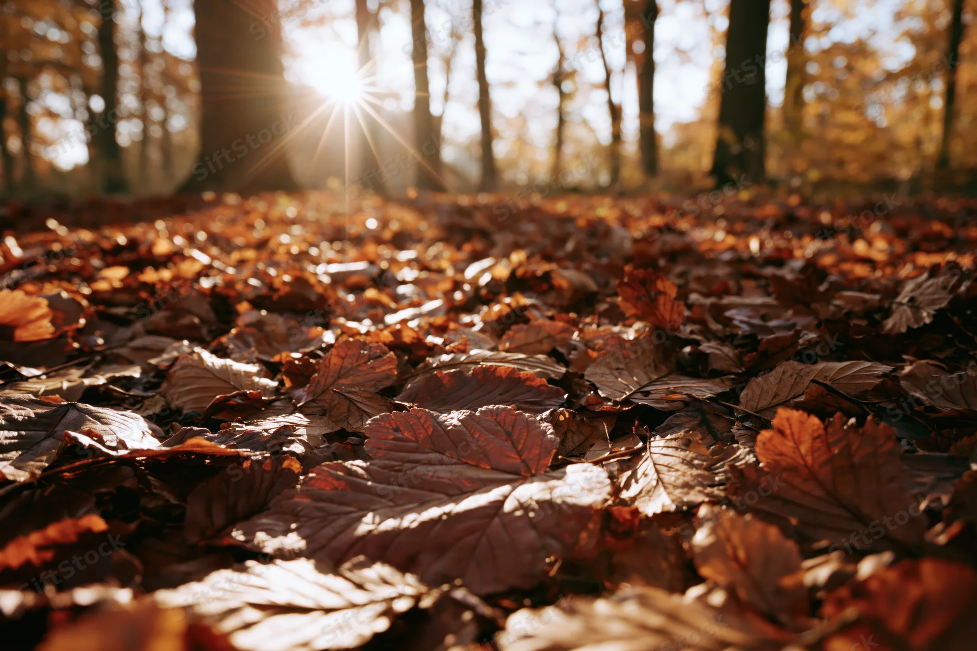 Fallen autumn leaves covering forest floor with sunlight filtering through trees