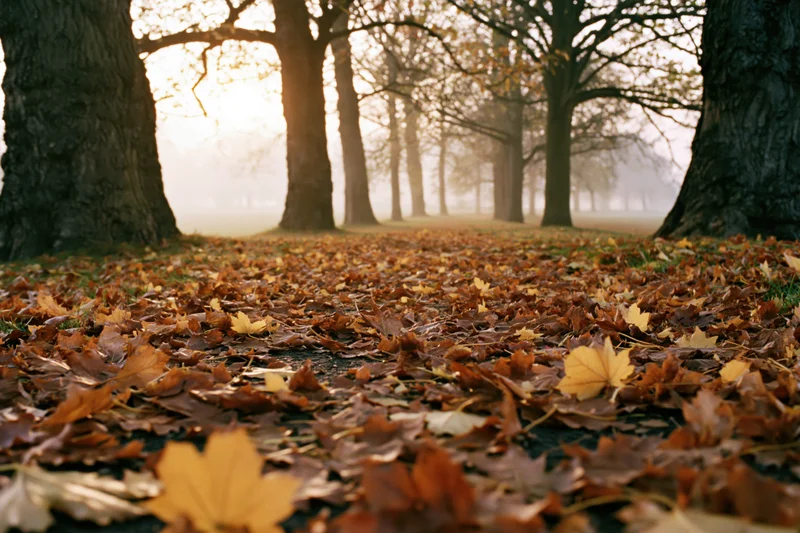 Autumn leaves covering a park path between large bare trees in misty morning light