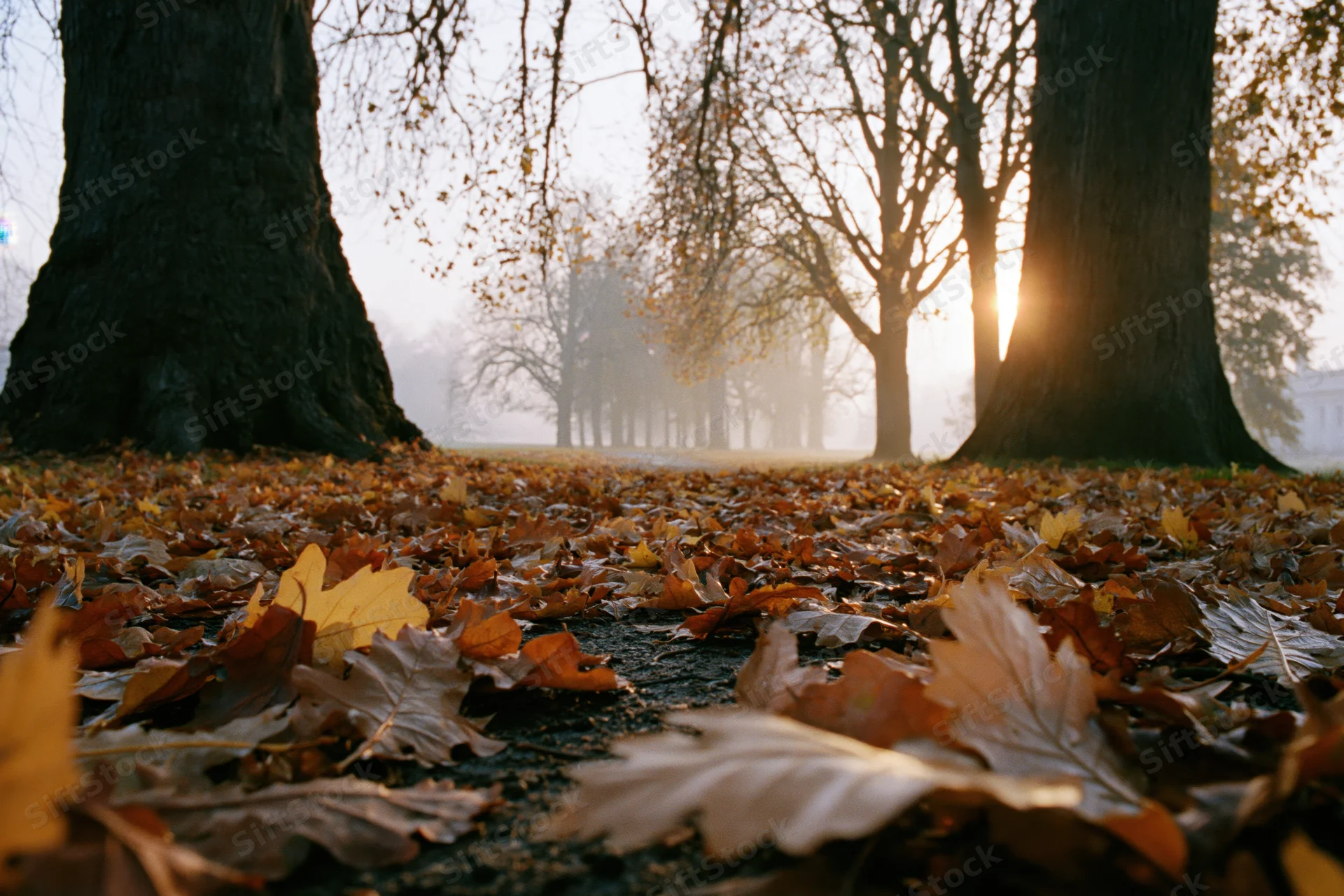 Fallen autumn leaves covering a park path between large bare trees at sunrise in fog