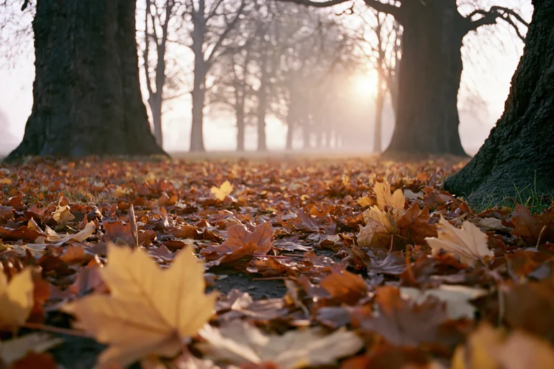 Fallen autumn leaves covering a park path between large bare trees at sunrise
