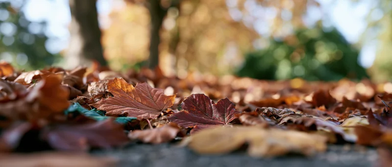 Fallen autumn leaves covering a park path viewed from ground level